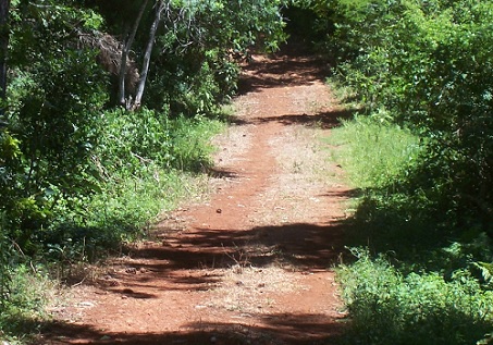 forested path